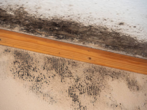 Professional Mold Inspection, Removal & Remediation in Westby, WI