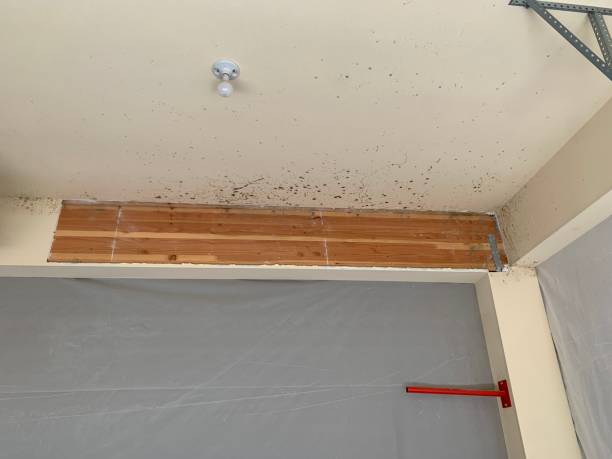 Best Residential Mold Inspection & Testing  in Westby, WI