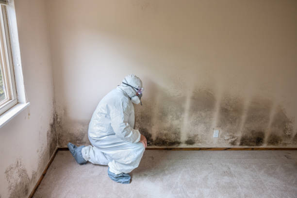 Best Mold Documentation for Insurance Claims  in Westby, WI