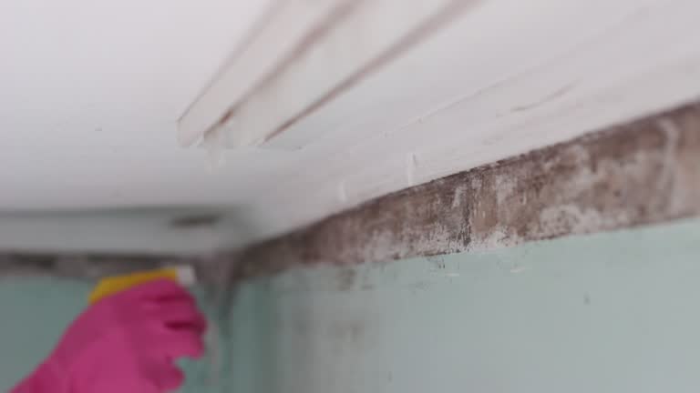 Mold Odor Removal Services in Westby, WI